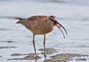 Numenius phaeopus